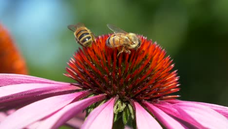 Filmisches-Makro-Von-Wilden,-Geschäftigen-Bienen,-Die-Pollen-Von-Lebendigen-Blumen-In-Der-Natur-Sammeln---Zeitlupenaufnahme-Von-Wunderschönen-Wildtieren-In-Der-Frühlingssaison