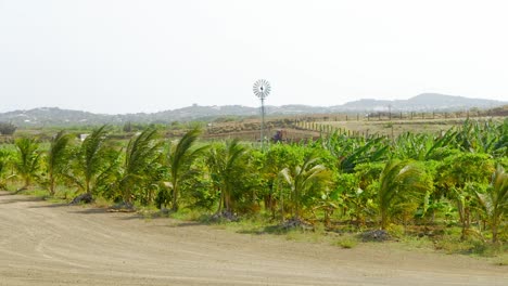 Tropische-Palmenfarm-In-Echtzeit-Auf-Trockenem-Land-Mit-Windmühle-Im-Hintergrund