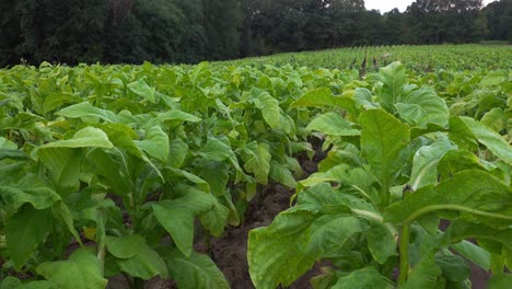 Tabakanbau-In-Einem-Feld-In-Southern-Orange-County,-North-Carolina