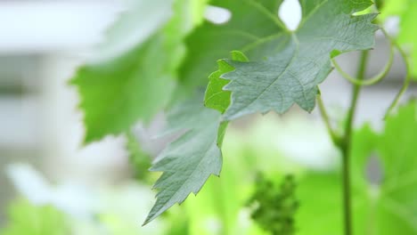 Weinblätter-Nahaufnahme-Unreife-Trauben-Im-Hintergrund-An-Einem-Sonnigen-Tag