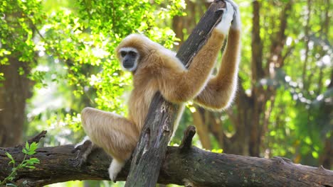 Primate-Gibón-Marrón-En-La-Rama-Del-árbol-Bostezando