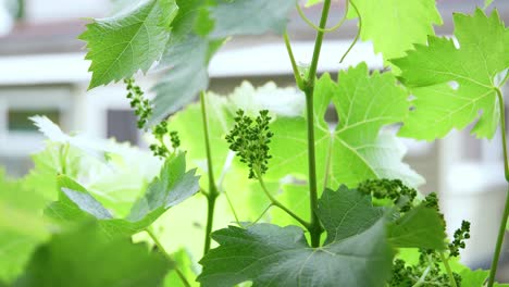 small-Grapes-riping-in-the-sun-Close-Up-at-early-stage-of-winemaking-in-garden