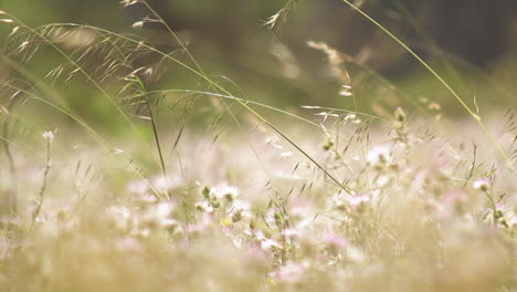 Beautiful,-dreamy-sequence-of-flowers-on-a-field,-shallow-focus-slow-motion