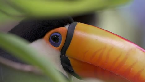 Extreme-close-up-shot-of-a-Toco-Toucan-hiding-by-green-jungle-leaves