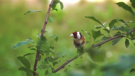 Male-goldfinch-sitting-on-the-branch-of-the-blooming-tree