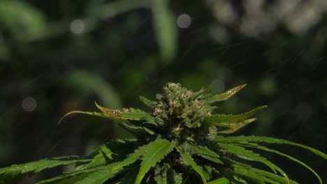 Cannabispflanze-Wird-In-Zeitlupe-Bewässert