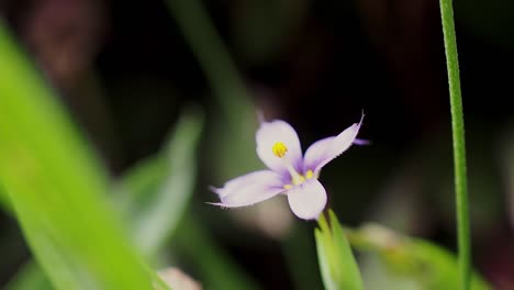 Bermudiana--or-the-blued-eyed-grass