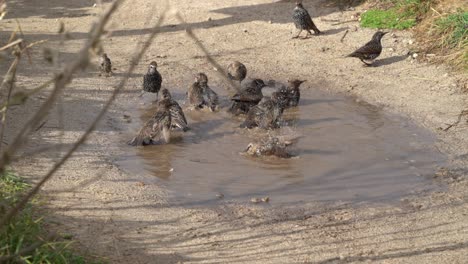 Little-Birds-splash-and-wash-themselves-in-a-puddle-next-to-the-beach-in-St-Ives,-Cornwall,-UK