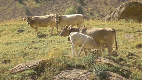 Brown-Swiss-calf-feeds-from-mother-cow,-cattle-grazing-in-rocky-hills