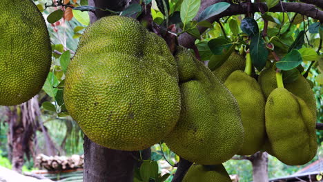 Große-Jackfrucht,-Die-In-Vietnamesischem-Jingle-Vom-Baum-Hängt