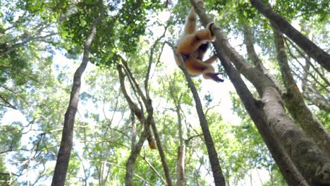 Gibbon-in-forest_Gibbon-playing-in-trees_-White-Gibbon-Primate