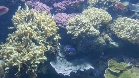 Beautiful-Corals-And-Colorful-Fish-In-Lisbon-Aquarium---medium-shot