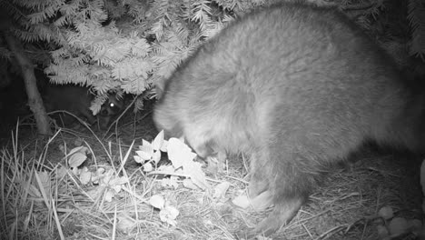 Two-raccoons-foraging-for-food-at-night
