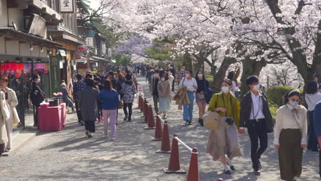 Foto-De-Japoneses-Enmascarados-Caminando-Bajo-Hermosos-árboles-De-Sakura-En-Flor,-A-Lo-Largo-De-Una-Calle-Peatonal-Con-Tiendas-Tradicionales-Japonesas-En-Kanazawa,-Japón
