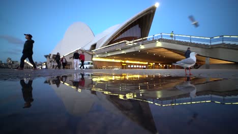 Abenddämmerung-Im-Opernhaus-Von-Sydney-In-Einer-Wasserpfütze-Reflexion-Mit-Silbernem-Möwenvogel-Im-Vordergrund,-Der-Weggeht
