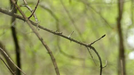 Yellow-rumpled-warbler-Setophaga-Coronata-bird-sitting-on-woodland-tree-branch-flying-down-out-of-shot