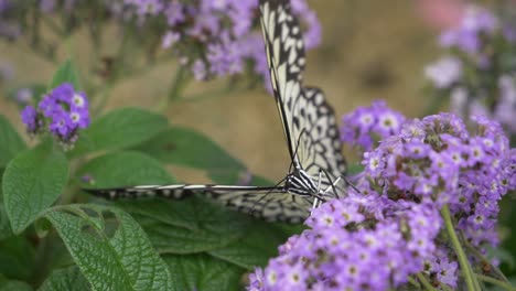 Slow-motion-shot-of-majestic-Rice-Paper-Butterfly-during-Work-on-Purple-Flower-Flying-away---Macro-close-up