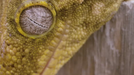 Panning-shot-of-New-Caledonian-Gecko-eyeball