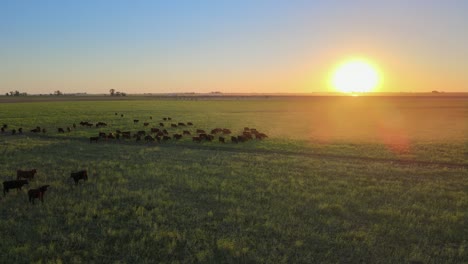 Stationary-aerial-shot-of-a-herd-of-domestic-cattle-grouping-together-toward-the-center-with-sun-slowly-sets-below-the-horizon,-landscape-of-agriculture-industry