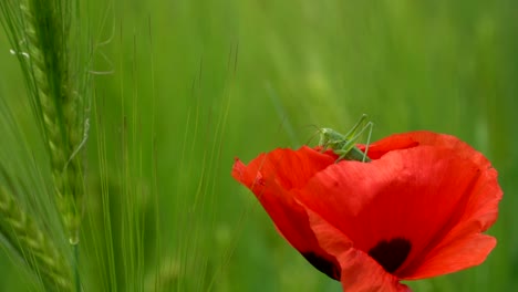 Vibrant-cinematic-close-up-of-green-grasshopper-resting-in-red-poppy-flower-during-sunny-day-on-agricultural-field