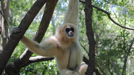 Gibón-En-El-Bosque_gibón-Jugando-En-Los-árboles_-Primate-Gibón-Blanco