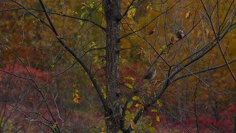 Couple-of-sparrow-birds-jumping-on-tree-branches-on-colorful-autumn-day