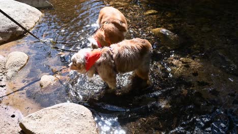 Two-long-haired-dogs-playing-and-drinking-from-a-mountain-stream-in-Colorado,-handheld