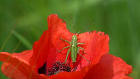 Macro-shot-of-green-grasshopper-resting-in-red-vibrant-flower-during-sunlight