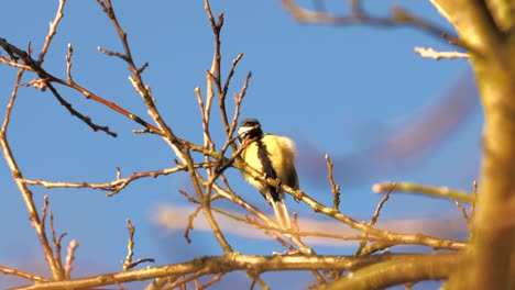 Kleiner-Eurasischer-Blaumeisevogel,-Der-In-Der-Sonne-Singt