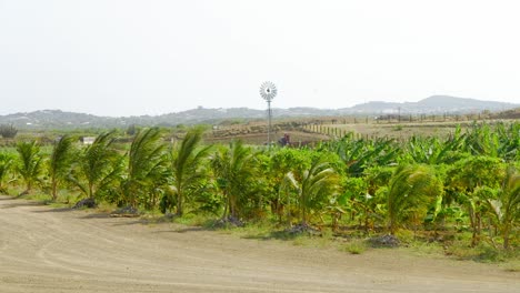 Palm-tree-farm-on-dry-land-with-windmill-in-background