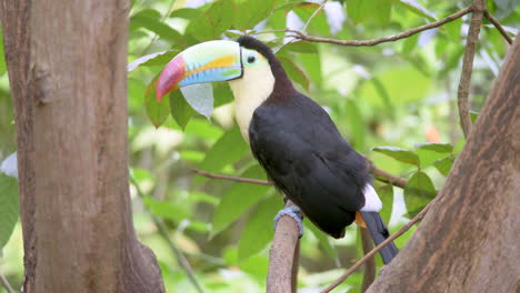 Keel-billed-Toucan,-Ramphastos-sulfuratus,-perchedon-the-branch-in-the-forest