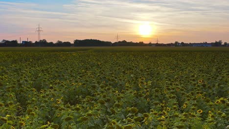 Huge-field-of-sunflowers,-flying-low-into-the-summer-sunset