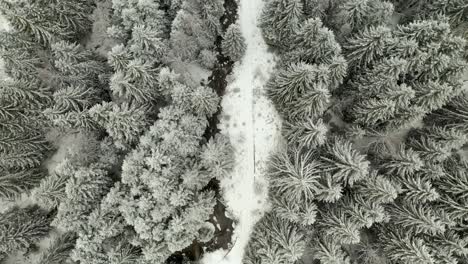 Antenne-Direkt-über-Dem-Kalten-Winterkiefernwald,-Der-Mit-Schnee-Bedeckt-Ist