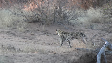 Safari-vehicle-stops-near-leopard-in-African-bushland-to-photograph
