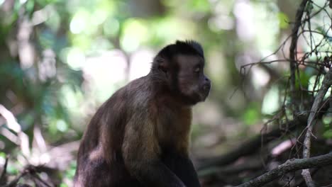 Mono-Capuchino-En-La-Selva-Comiendo