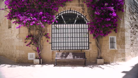 Climbing-bougainvillea-around-a-bench-and-window-with-bars,Mdina,Malta