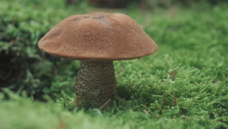 Mushroom-in-the-green-moss