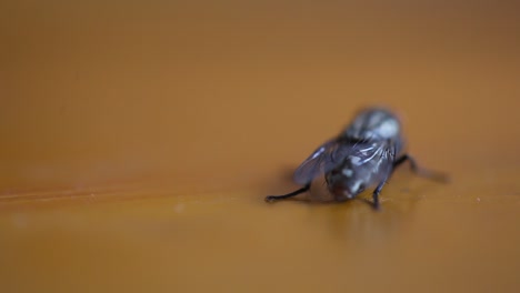 Close-up-Common-House-Fly-on-the-table
