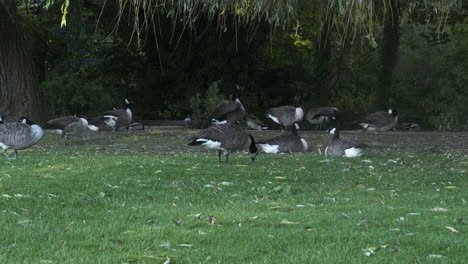 A-familiar-site-of-a-social-flock-of-common-Canada-Geese-feeding-and-relaxing-on-the-grassy-bank-of-a-city-pond,-London-England
