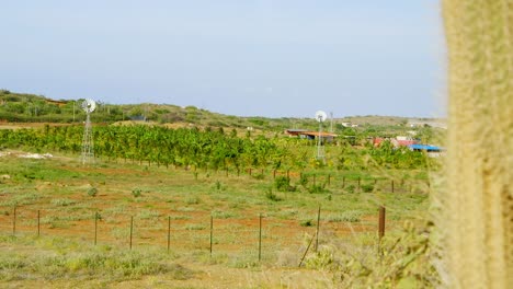 Sliding-reveal-shot-of-green-tropical-farmland-with-windmills-and-palm-trees,-Sint-Joris,-Curacao
