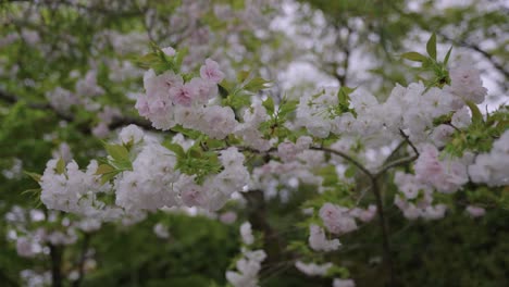 Flores-De-Ciruelo-Ume-En-Primavera,-Uji-Japón