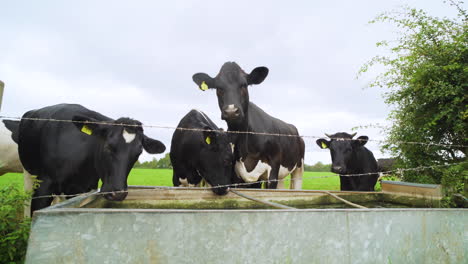 Grupo-De-Vacas-Bebiendo-Agua-De-Un-Abrevadero-En-La-Verde-Campiña-Inglesa-En-Un-Día-Húmedo-Gris