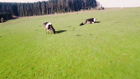 slow-fly-through-very-close-to-herd-of-cattle-grazing-pasture-in-early-morning-sun-with-calf-and-mother