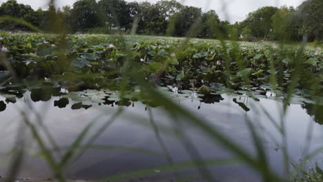 Waterlily-pond-with-big-lotus-leaves-seen-though-grass