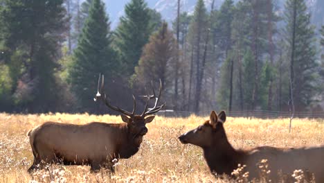 Bull-elk-in-the-Rocky-Mountains-during-the-elk-rut-of-2021