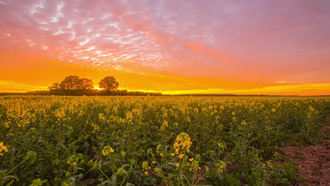 Lebendiger-Sonnenuntergang-Mit-Regenbogenfarbenem-Himmel-Auf-Einem-Gelben-Blütenfrühlingsfeld