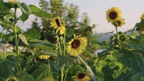 Sunflowers-growing-in-rural-farm,-peaceful-warm-scene