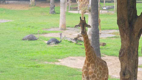 Junge-Giraffe-Im-Baumschatten,-Der-Sich-Vor-Dem-Regen-Schützt