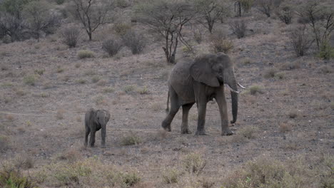 Manada-De-Elefantes-En-Un-Parque-Natural-En-Kenia