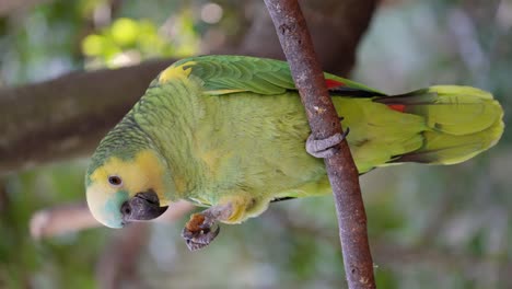 Turquoise-fronted-Amazon-Parrot-perched-on-wooden-branch-and-eating-snack-in-wilderness